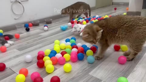 Funny cats and dog video