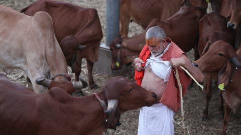 Indian gir cow