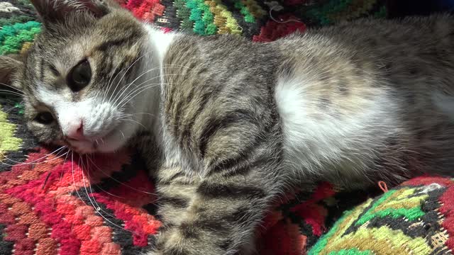 Adorable Baby Cat Sleeps on a Pillow