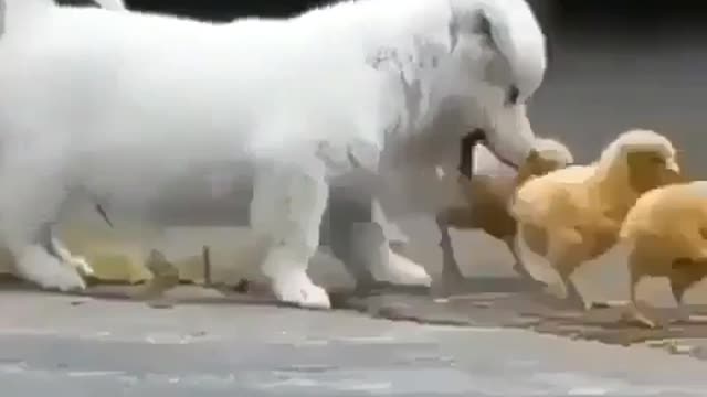 So Cute Puppy Chasing Chicks