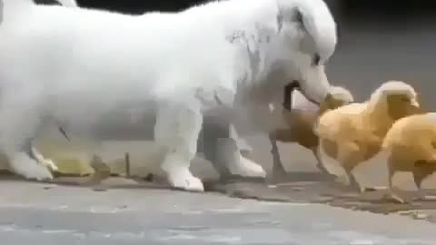 So Cute Puppy Chasing Chicks