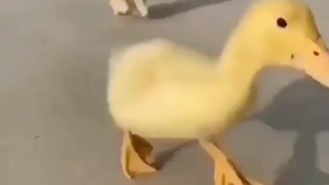 Cute baby duck and puppy are playing