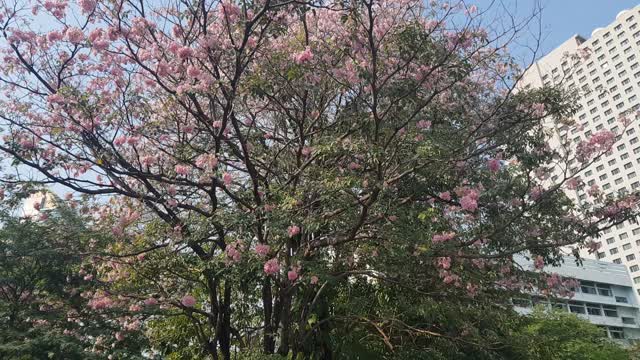 A tree witn beautiful flowers