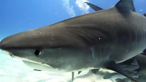 Sharks of Tiger Beach