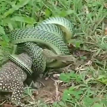 golden tree snake vs monitor lizard