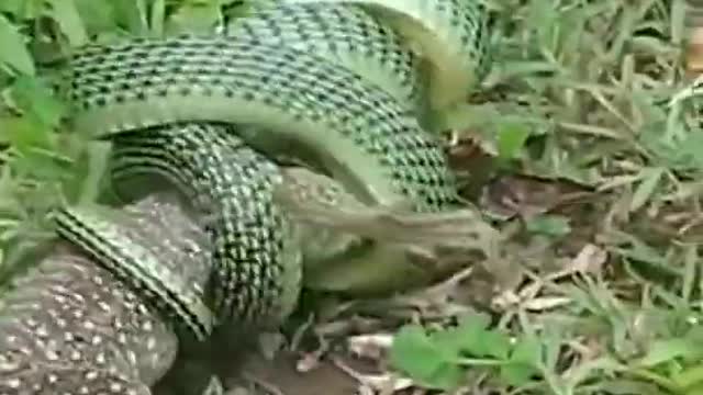 golden tree snake vs monitor lizard