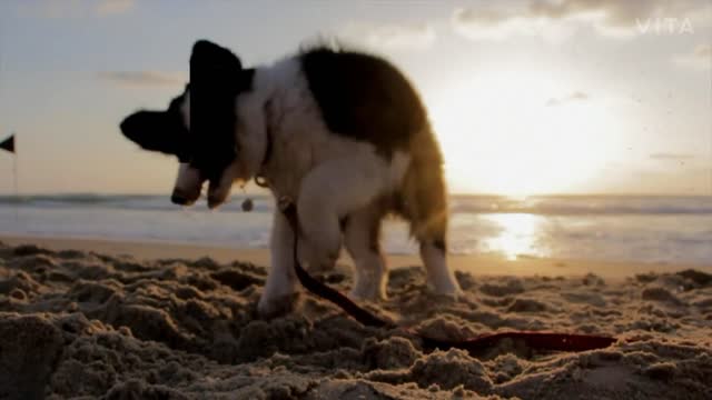 Cute dog playing beach