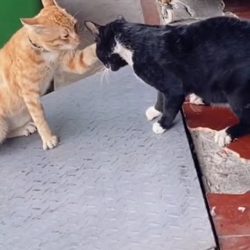 A fight between a cat and her husband, see what happened 🤣