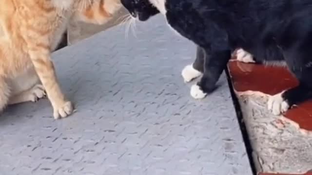 A fight between a cat and her husband, see what happened 🤣