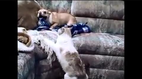 Dog Surprised by Agressive cat