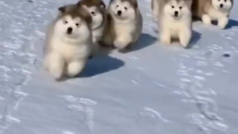 Alaskan malamute puppies playing in the snow