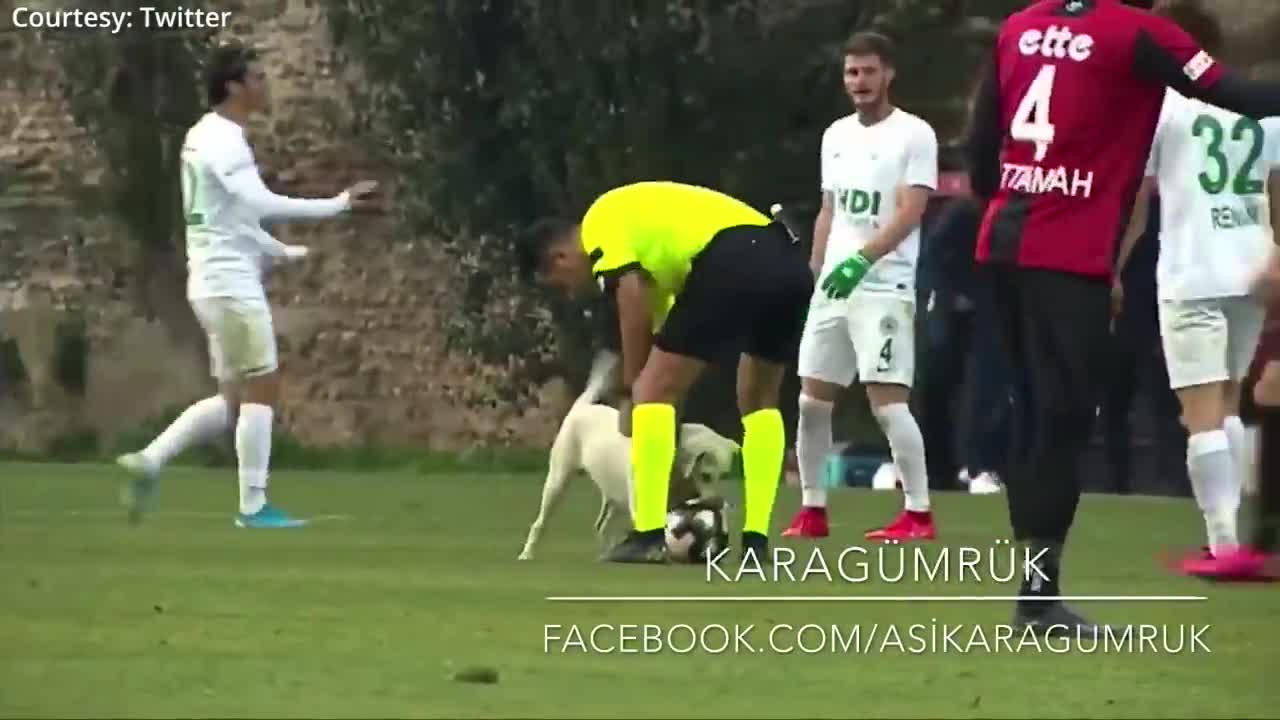 Dog brings football match to a stop!