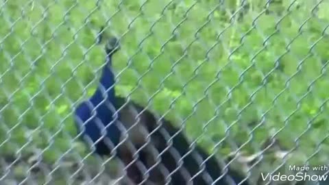 Most Amazing Wild Animal Video #3-Craziest Animal Caught On Camera