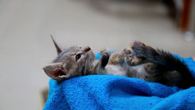 poor kitten left alone on the road rescued from a car accident