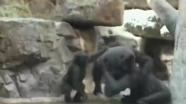 This is the game between chimps,