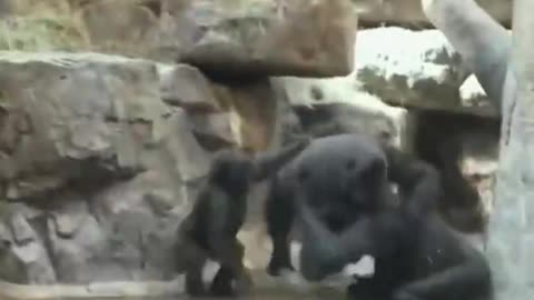 This is the game between chimps,