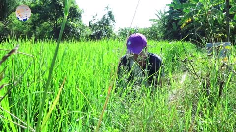 Catch crabs in rice season