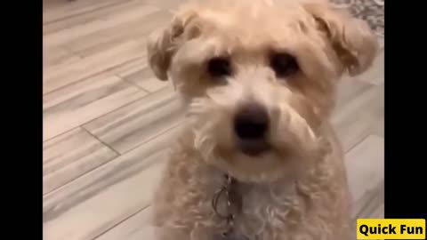Dogs and Cats Very Funny Videos
