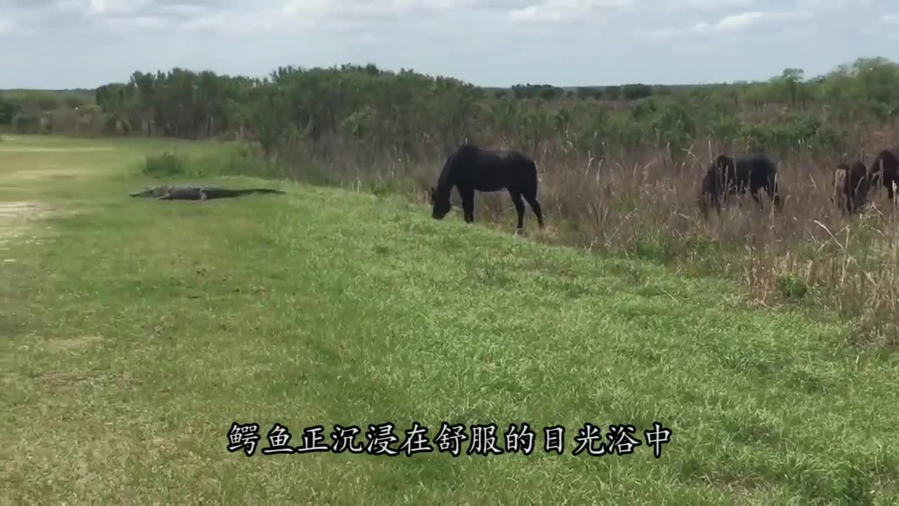 The crocodile is basking in the sun, and the next second is a disaster