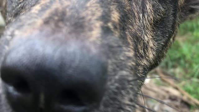 The cute dog is celebrating its owner and he wants to be free to roam