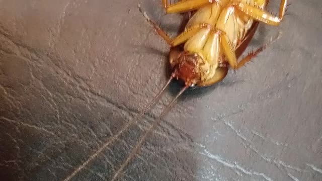 Poor cockroach is sick