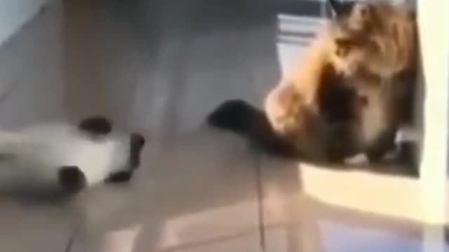 A female cat frightens A male cat