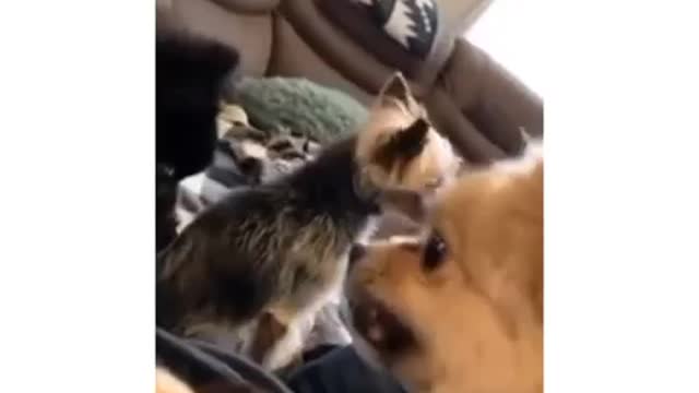 Cat love with dog.