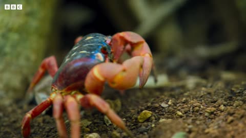 Yellow Crazy Ants Kill Red Crab 4K UHD Planet Earth II BBC Earth