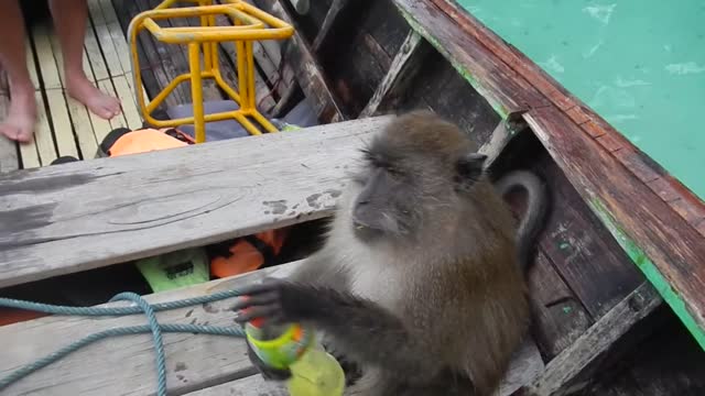 Drunk Thai Monkey