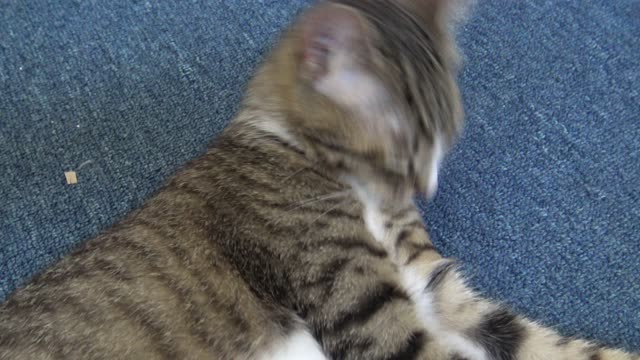 Cute Kitten Cleans His Fur