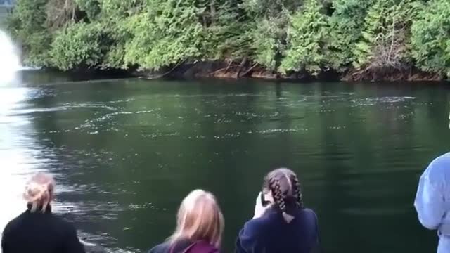 They found a school of big fish in the lake and were very excited.