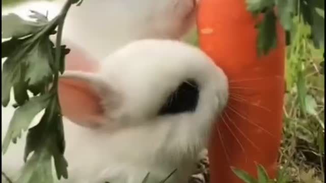 Cute Baby Rabbits 😍🐰🐰 are enjoying with their morning meals