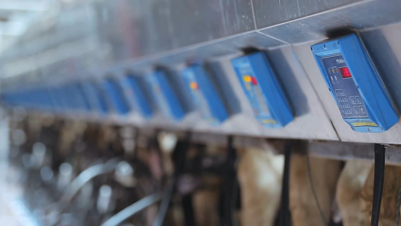 Modern milking machines for cows