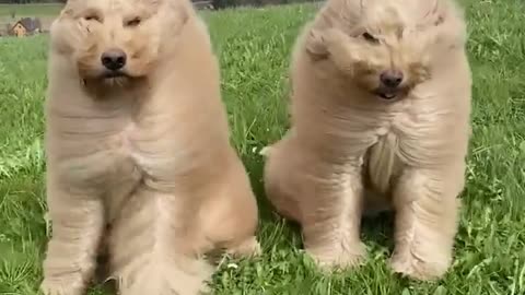 Wind blowing poodles