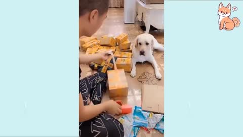 You will laugh at all the DOGS 🤣 Funny DOG Videos 😂🐶