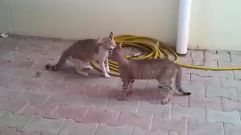 cat fight