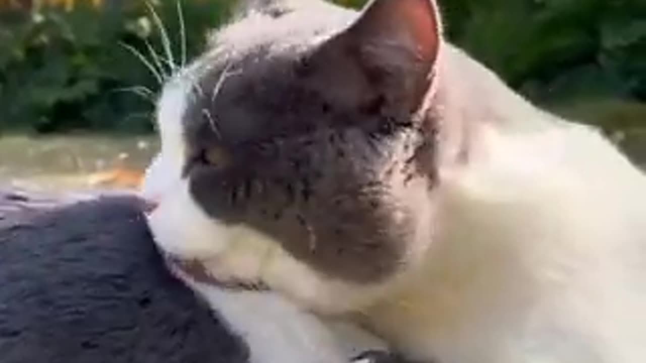 friendly rabbit and cat