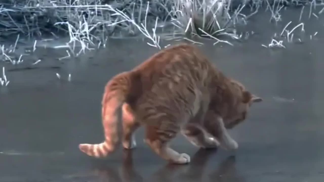 Funny cat dog animal videos on Instagram Tiktok #shorts #funnyanimals #مضحك