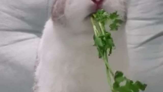 Bunny eating coriander.