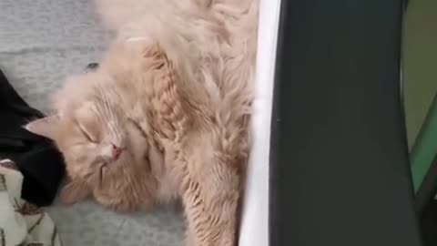 my cat