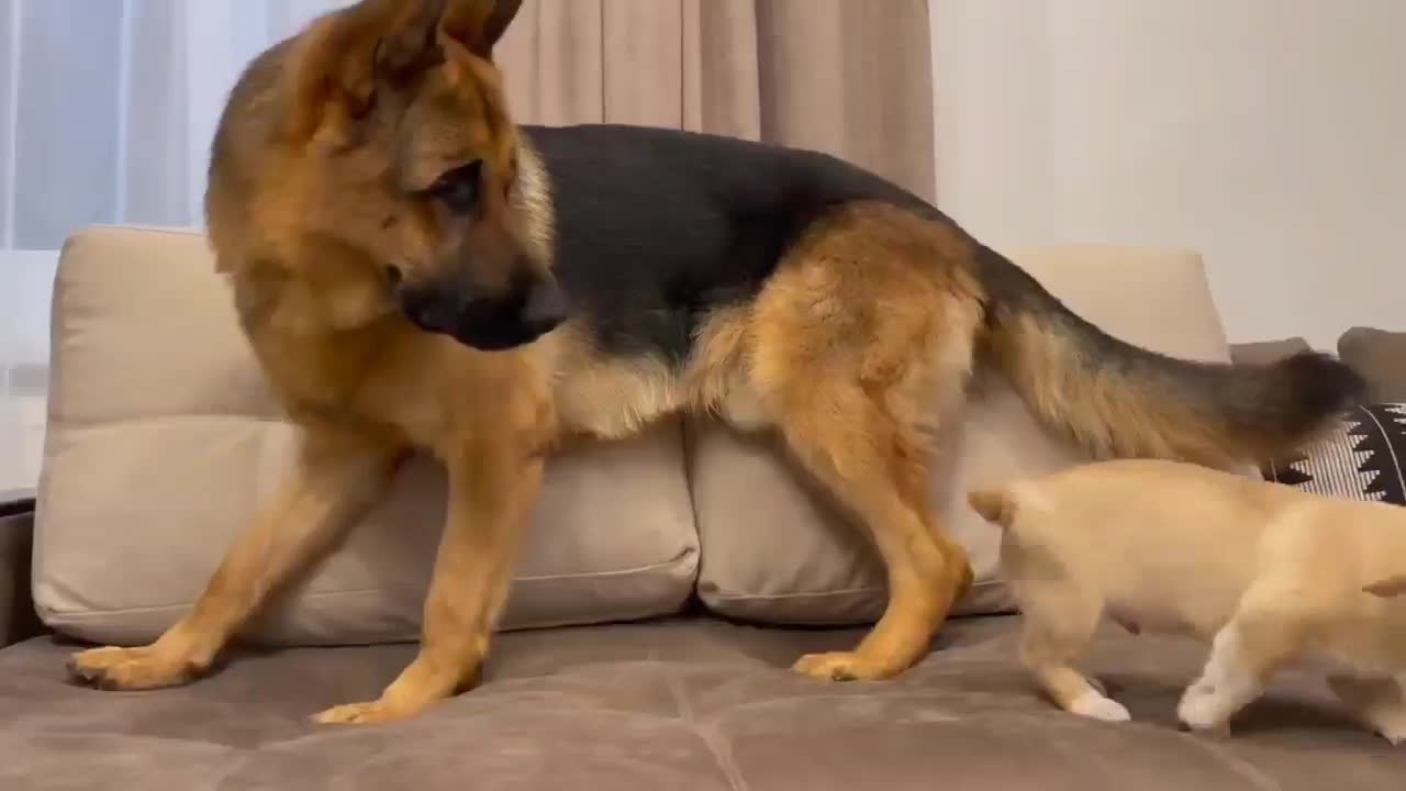 German sheperd Confused by New Puppy