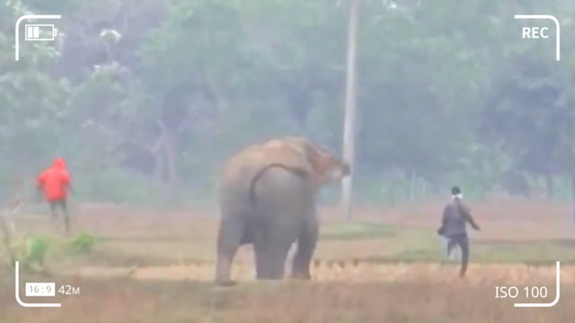 ELEPHANT ATTACK