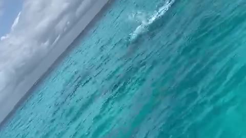 Dolphins at Nungwi Beach in Zanzibar