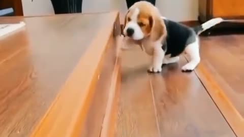 Cute Dog Struggle with Stairs