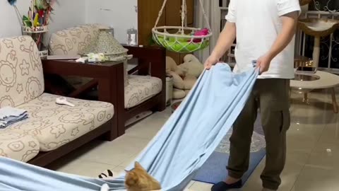 An Epic Adventure with Man and Cat😿🤦🏻‍♂️#short #viral