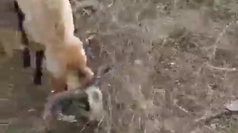 Goat fight two is to 1