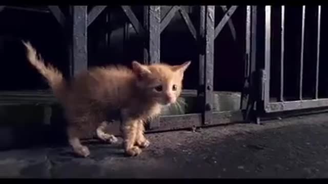 Sad Homless cat