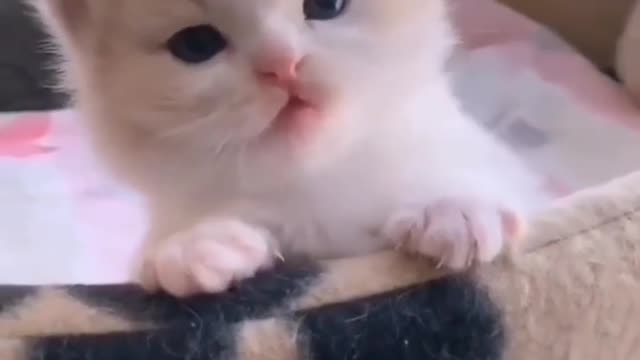 Cute 🐈 cat very lovely smile😍