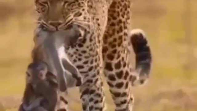 emotional monkey short_बेहद क्रूर पल है उस मां और बच्चे के लिए।😢😢😢 #monkey #emotions #mother