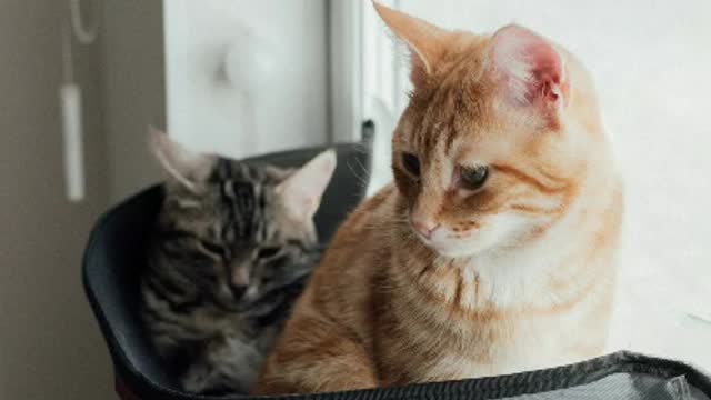 Funniest persian lover_-_Best_Of_The_2022_persan_Animal_Videos.mp4
